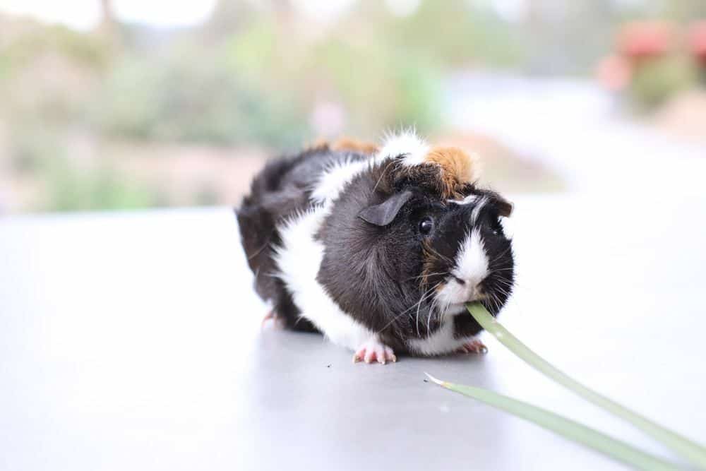 Guinea pig with tri-colored fur eats onion leaves placed on a gray surface
