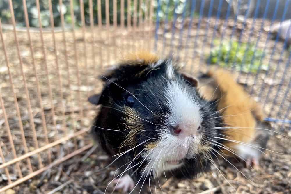 A close-up tri-colored guinea pig with eyes open staying in a cage with a blue and peach-colored fence