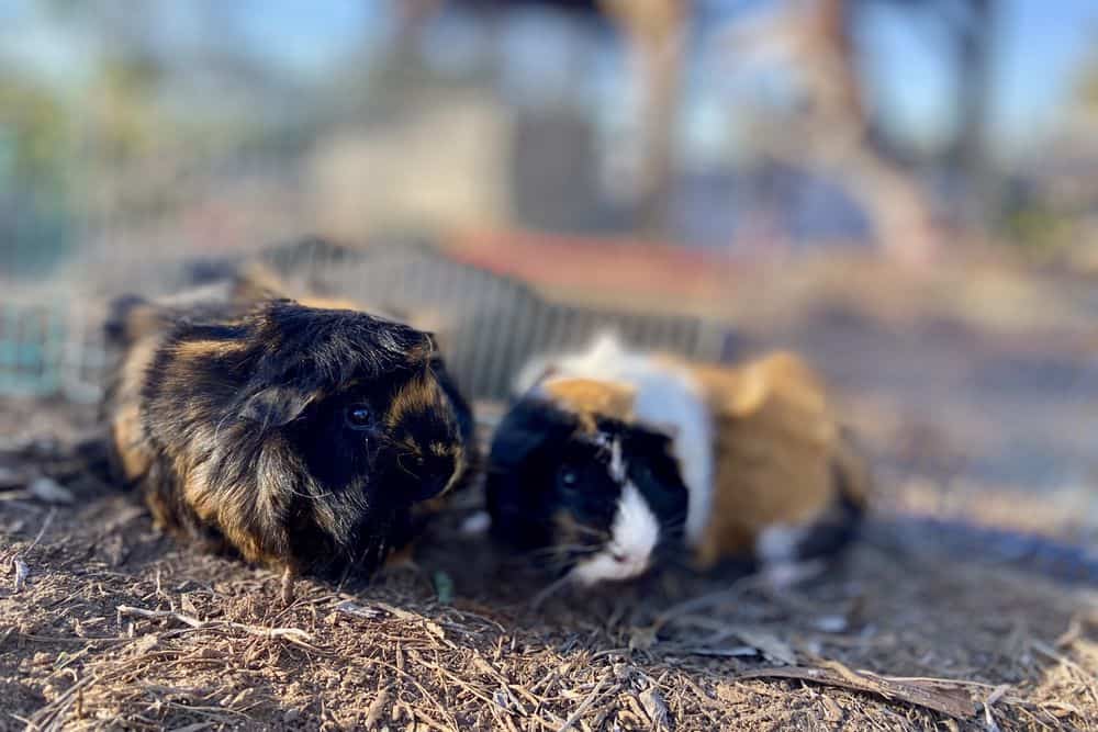 One guinea pig with black and brown fur while the other has tri-colored fur placed on dry ground