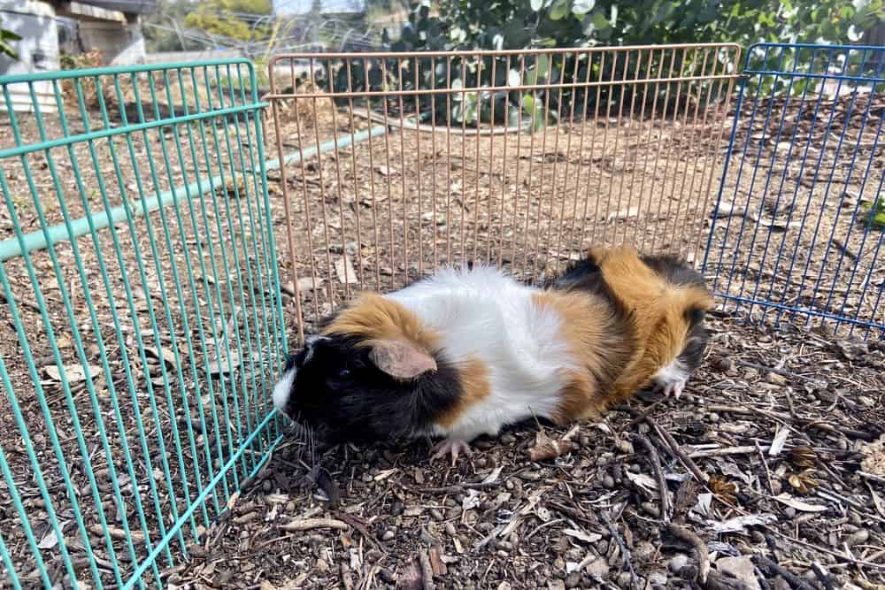 A healthy guinea pig with tri-colored fur stays in a cage with a tri-colored fence