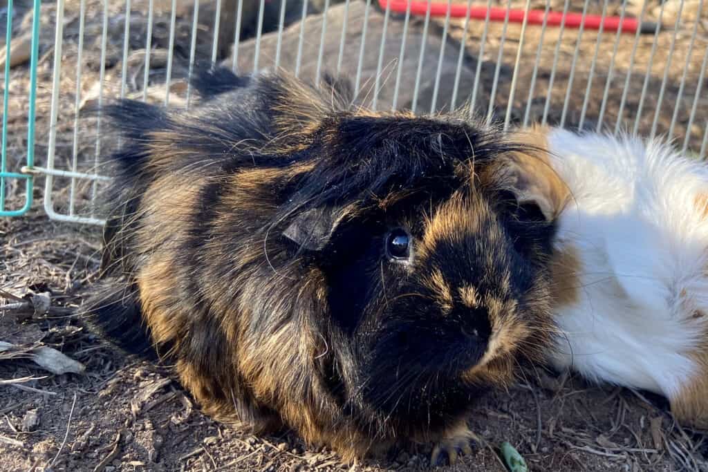 A close-up guinea pig with brown and black fur is placed in a cage with a white and green fence