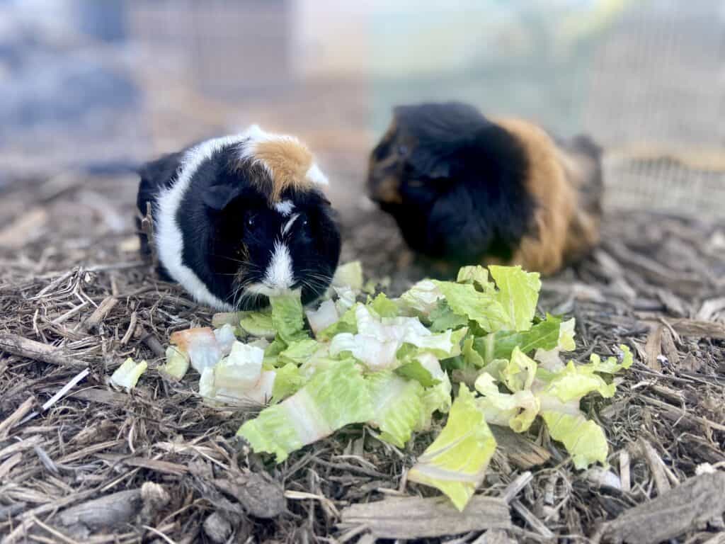 A guinea pig eats a vegetable on dry ground in the cage
