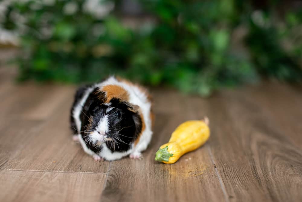 A medium guinea pig with tri-colored fur beside a squash on a wooden floor