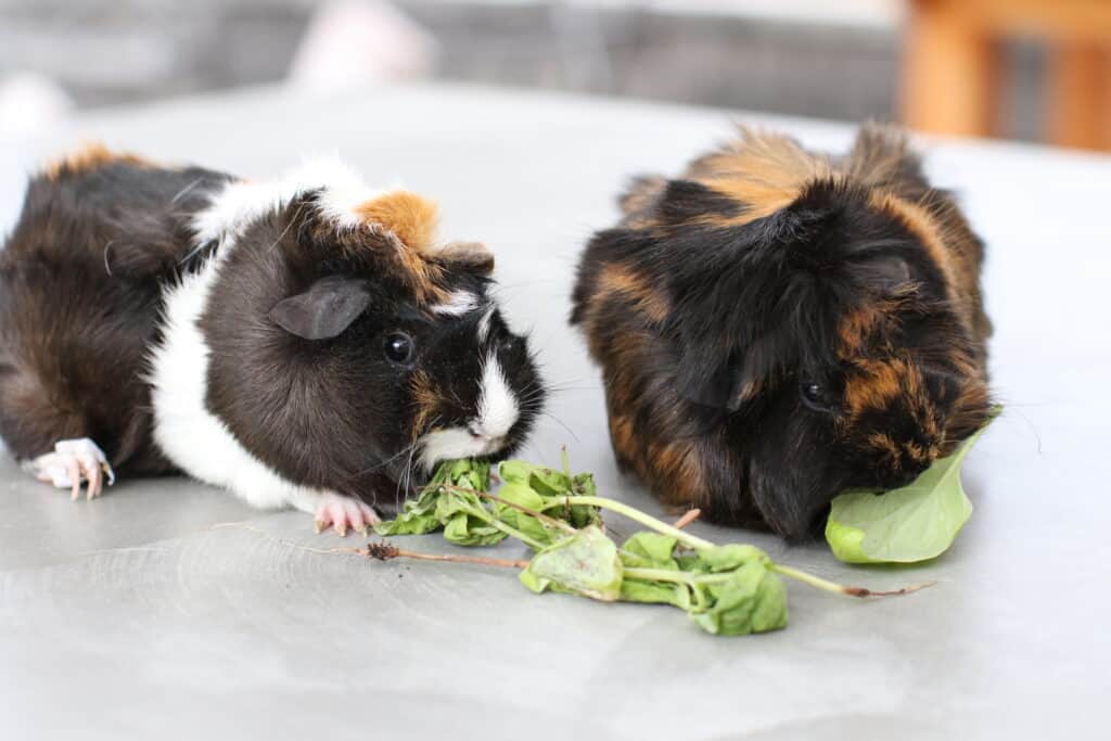 Two guinea pigs eating green leaves on a cemented floor