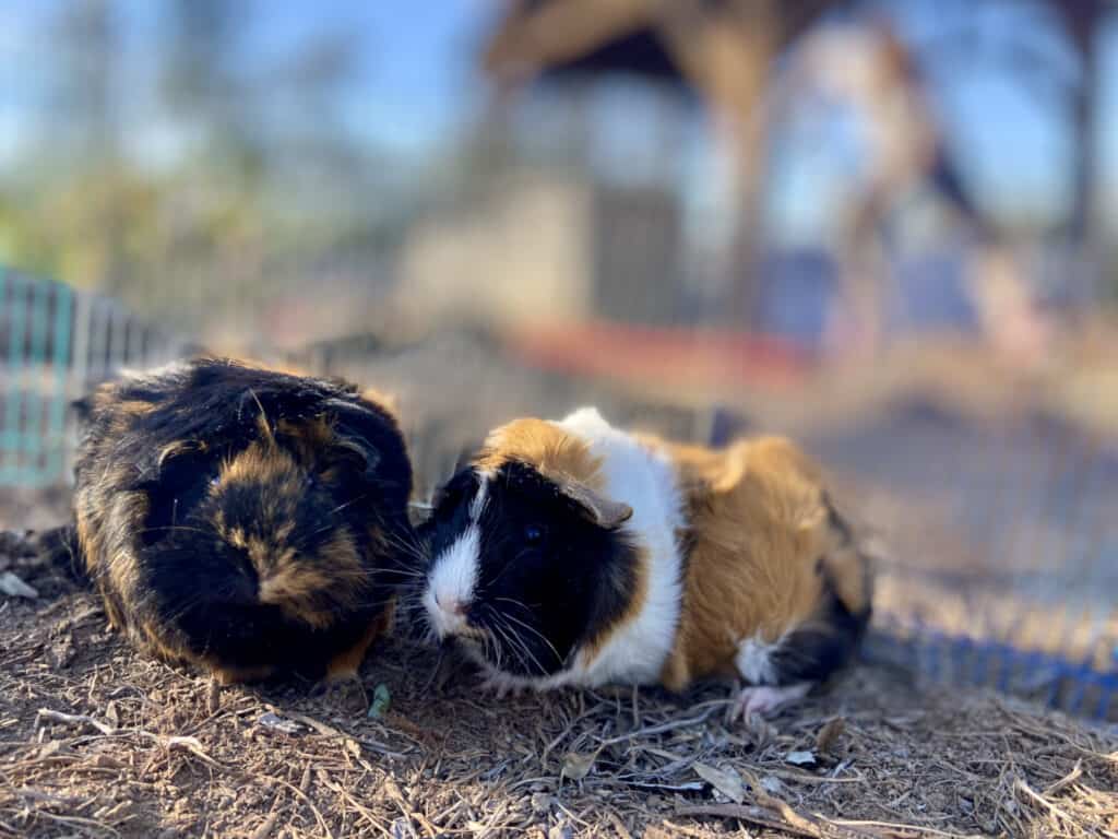 Two medium guinea pigs playing in a cage with dry ground and hay