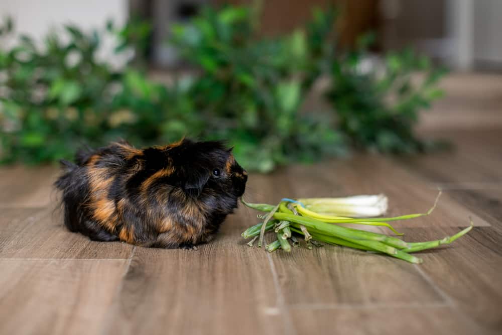 A medium brown and black guinea pig smells a vegetable leaf on a brown floor