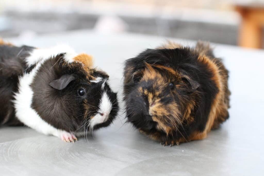 Two medium guinea pigs with short fur sit beside each other on the cemented floor
