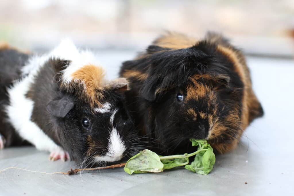One guinea pig with brown and black fur eats a leaf while the other guinea pig smells the stem
