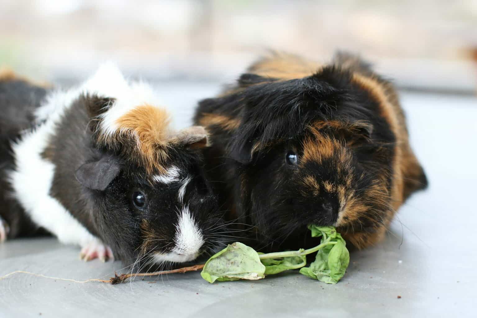 Can Guinea Pigs Eat Avocado