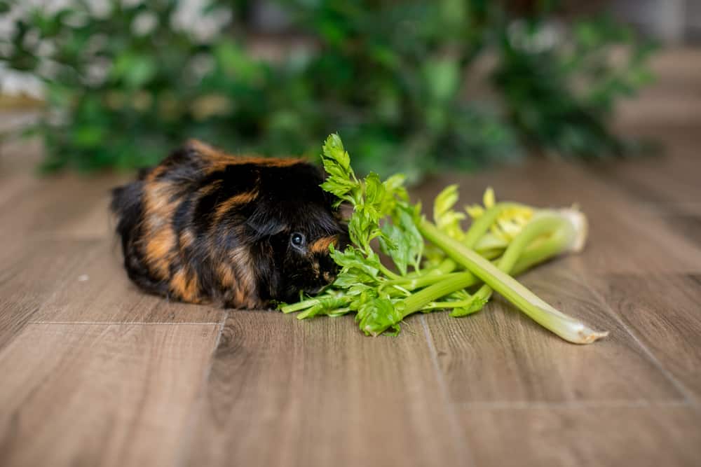 A guinea pig sniffs celery placed on a brown wooden floor