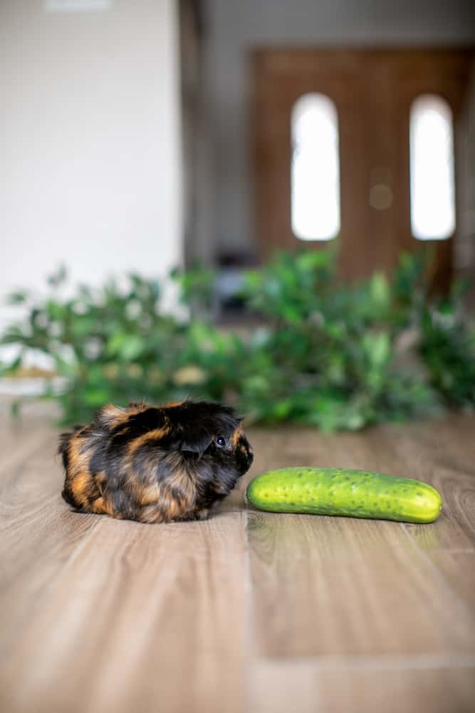 A black and brown guinea pig looking at the cucumber placed on a brown wooden floor