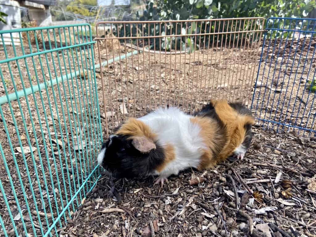 A guinea pig in a cage with a tri-colored fence placed in a backyard with plants