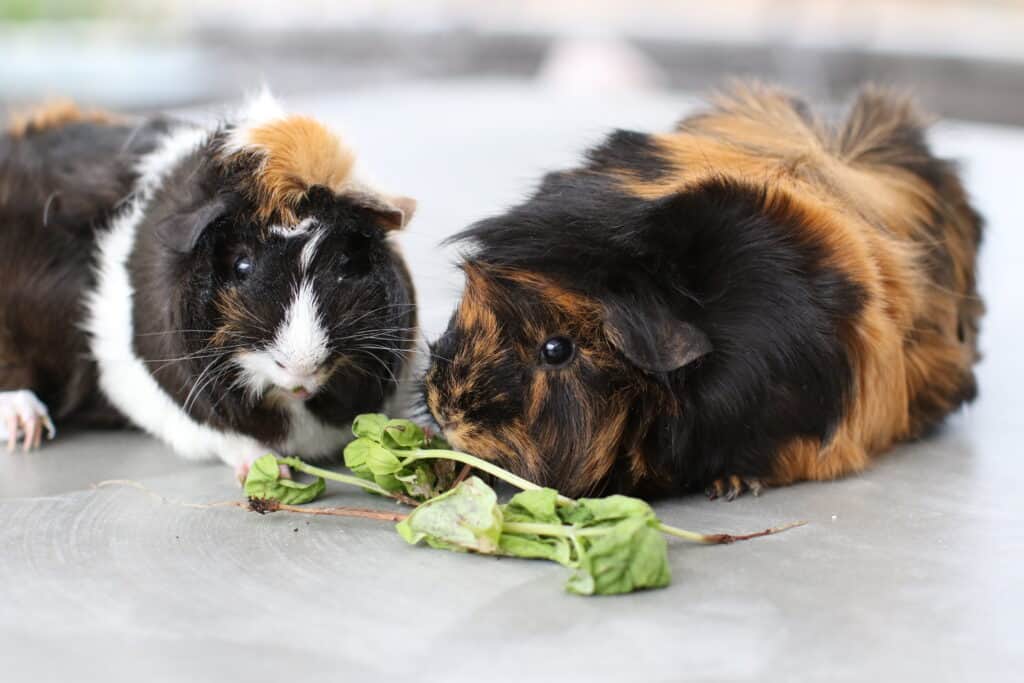 Two guinea pigs eat beet leaves on a cemented floor