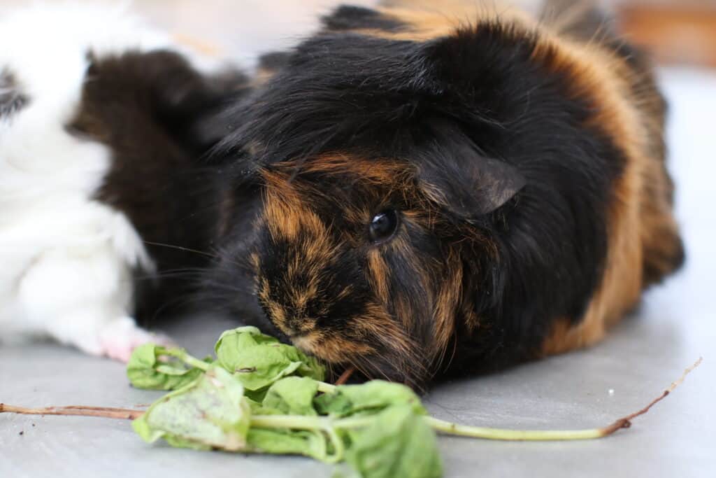 A guinea pig smells beet leaves placed on a smooth surface