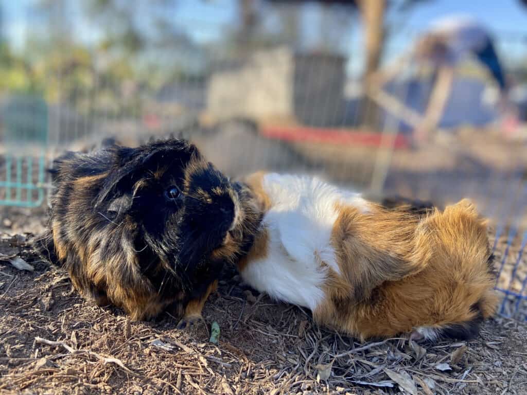 A guinea pig with eyes wide open beside another guinea pig sleeping on dry ground