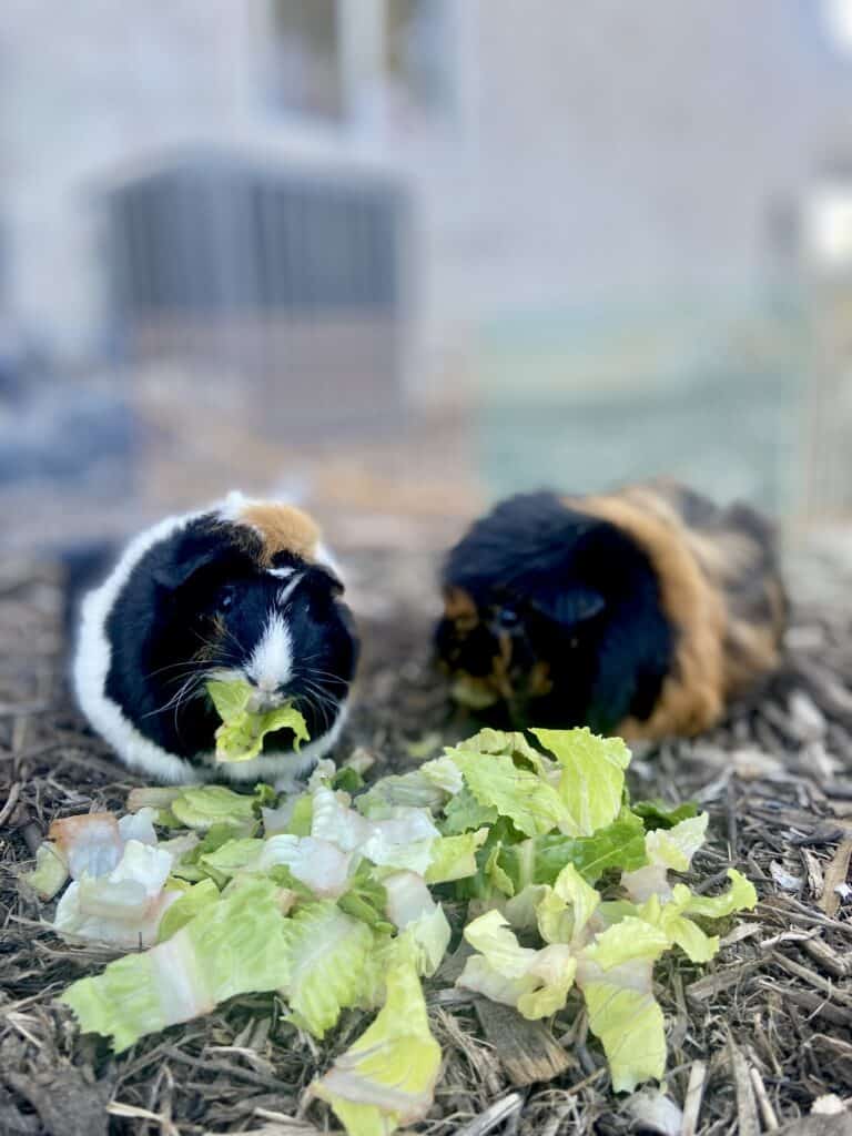 Two guinea pigs eat bok choy placed on dry ground