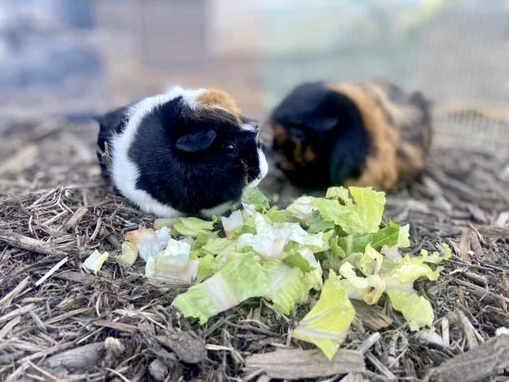 A guinea pig with short fur eats bok choy on dry ground