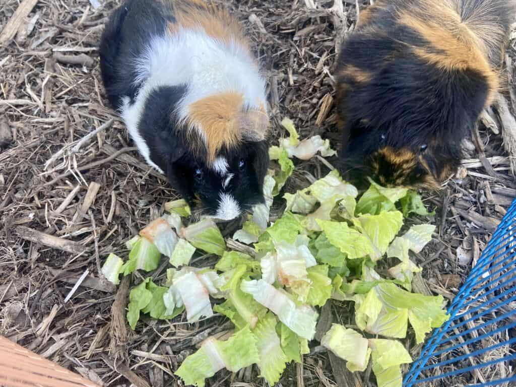 A top view of two guinea pigs eating a bok choy placed on the ground