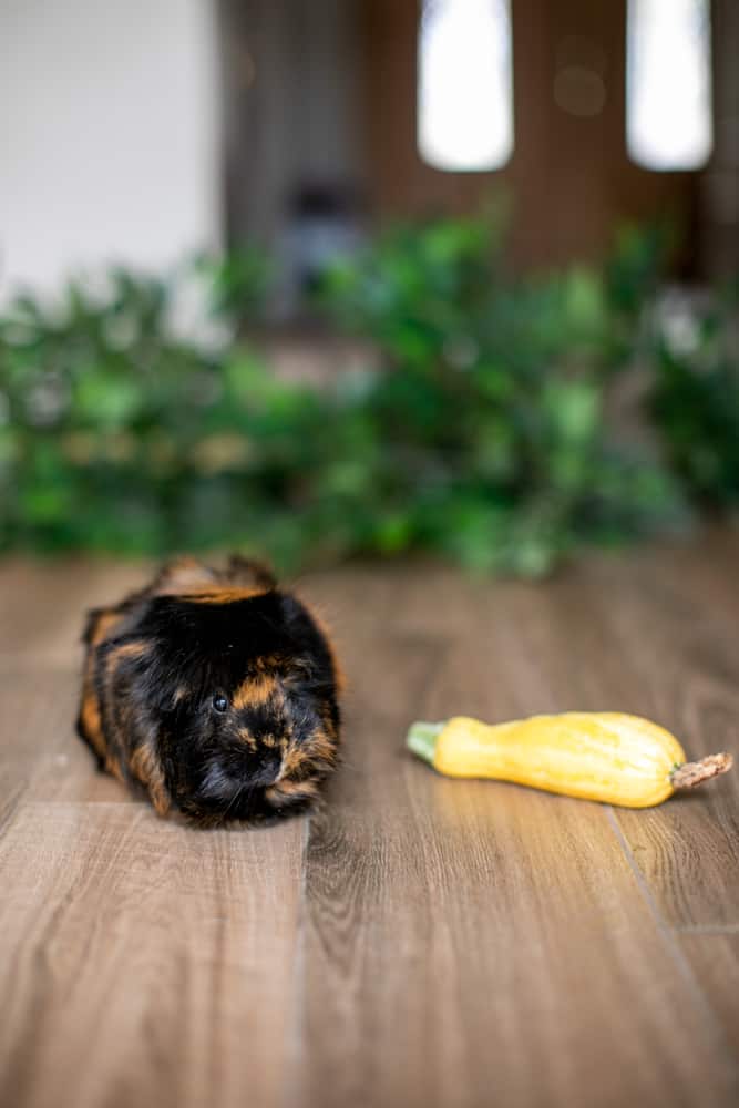 A medium guinea pig with shiny fur looks away from the yellow squash on a brown wooden floor