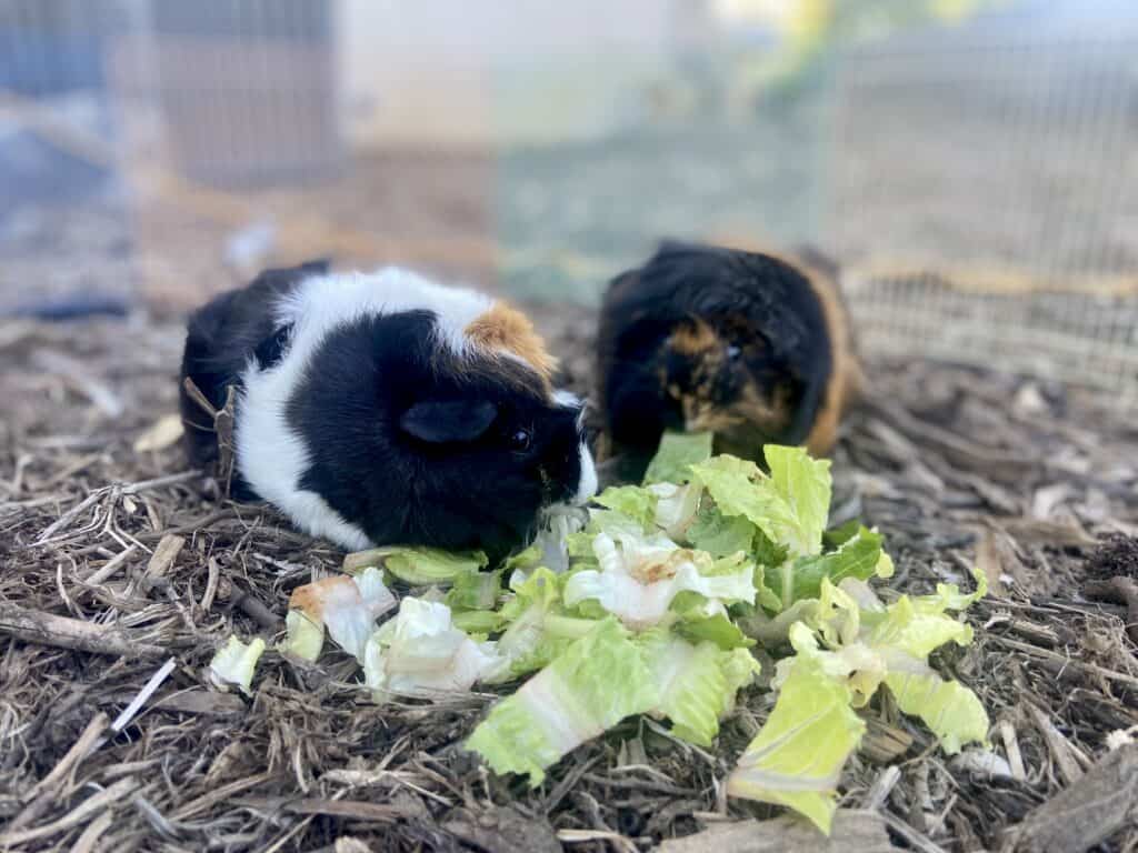 Two guinea pigs eating vegetables placed on the ground with hay