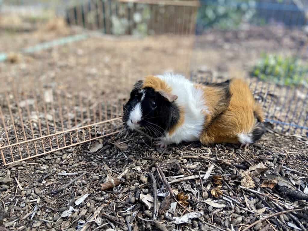 A guinea pig with short tri-colored fur leans on a peach and blue fence