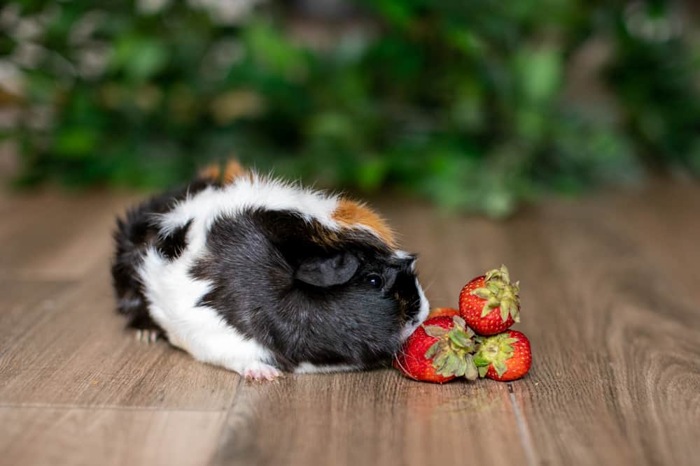 A medium tri-colored guinea pig smells the strawberries placed on a brown floor