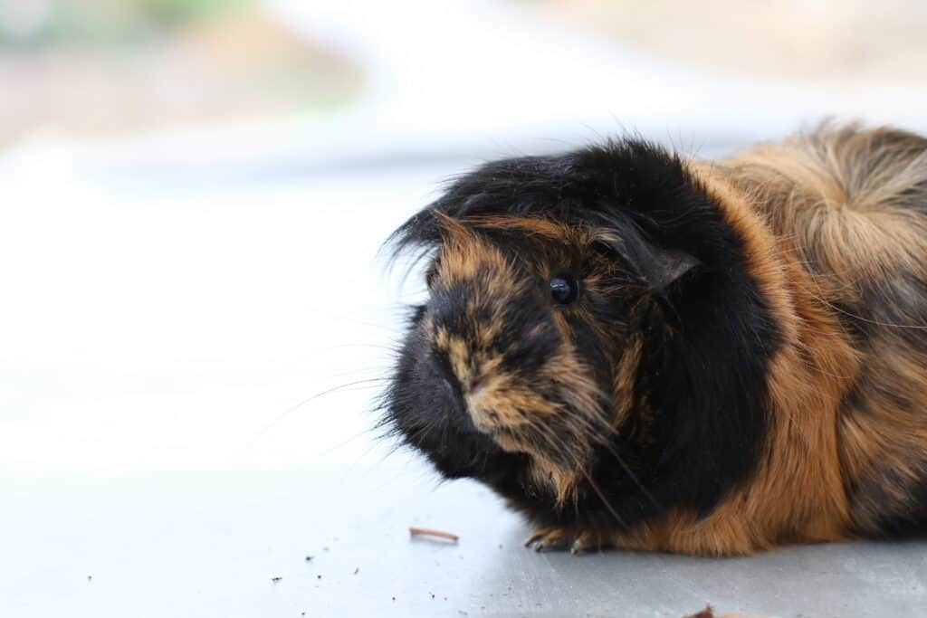 A guinea pig with brown and black short fur stays on the white floor