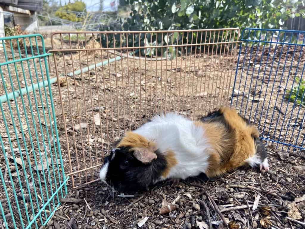 A medium guinea pig with short tri-colored fur walks on dry ground near a tri-colored fence