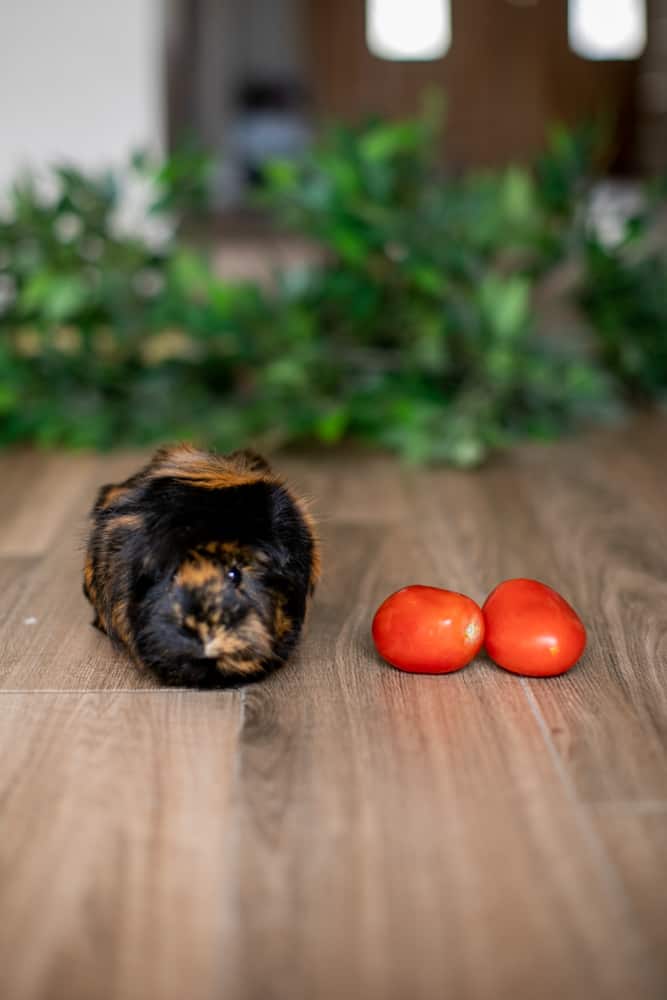 A guinea pig with short fur looks away from the two pieces of tomatoes placed on a brown surface
