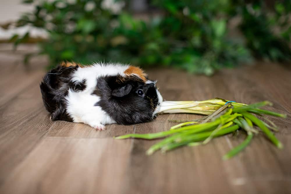 A tri-colored guinea pig sniffs an onion chive on a brown wooden floor