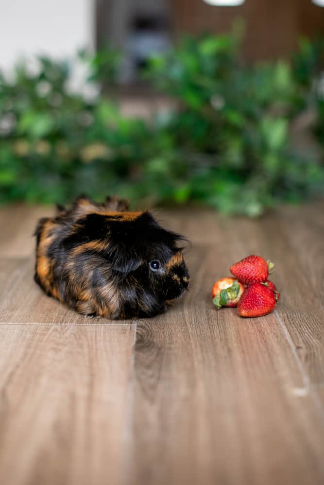 A guinea pig with brown and black fur looking at the strawberries placed on a brown wooden floor
