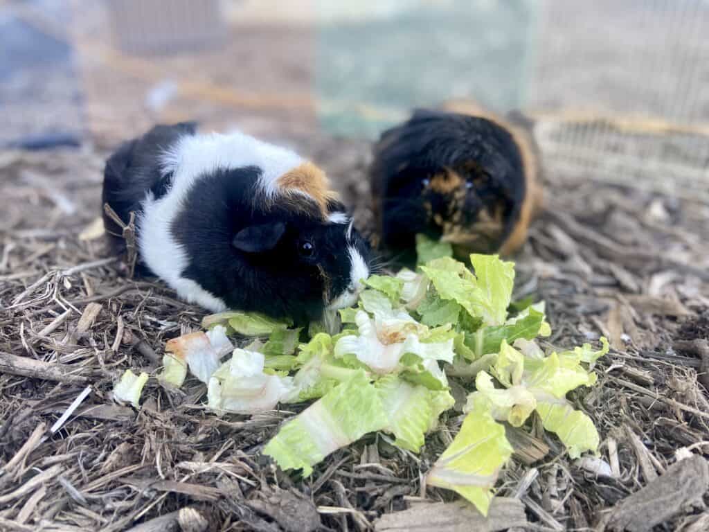 Two guinea pigs with soft furs eat cabbage placed on dry ground
