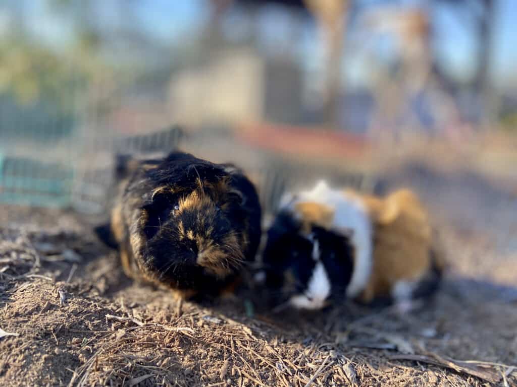 Two guinea pigs stay beside each other on a sunny day in a cage with dry ground and a fence