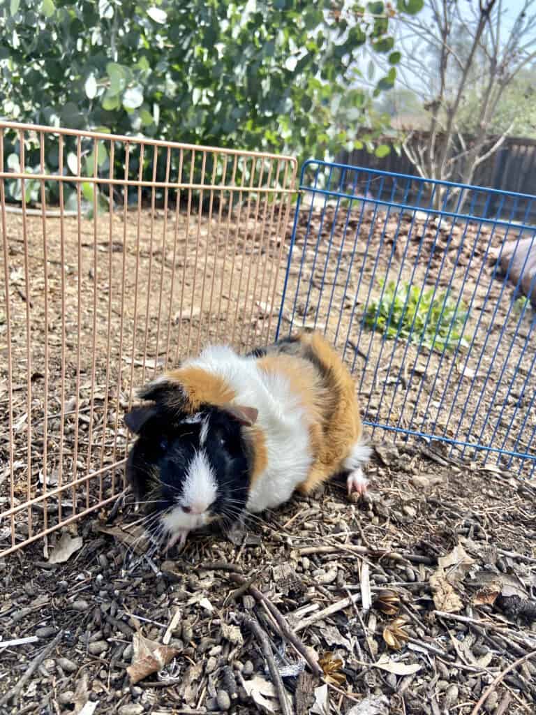 A medium multi-colored guinea pig walks into the dry ground in the cage