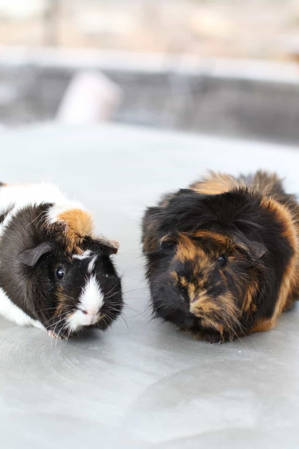 Can Guinea Pigs Eat Clover?