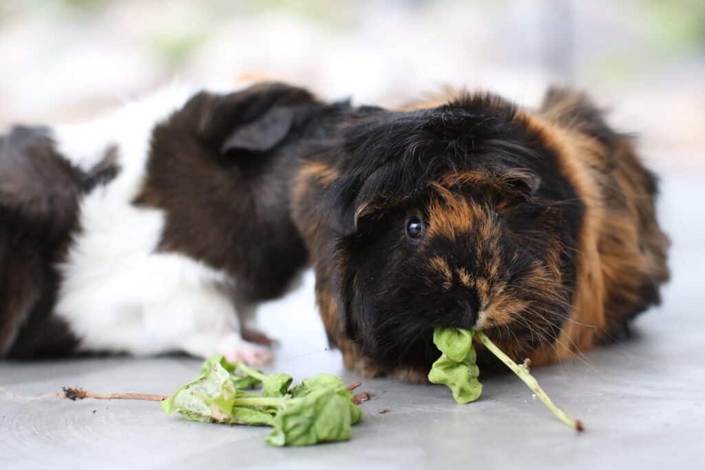 A medium guinea pig with brown and black short fur chews a leaf on the floor
