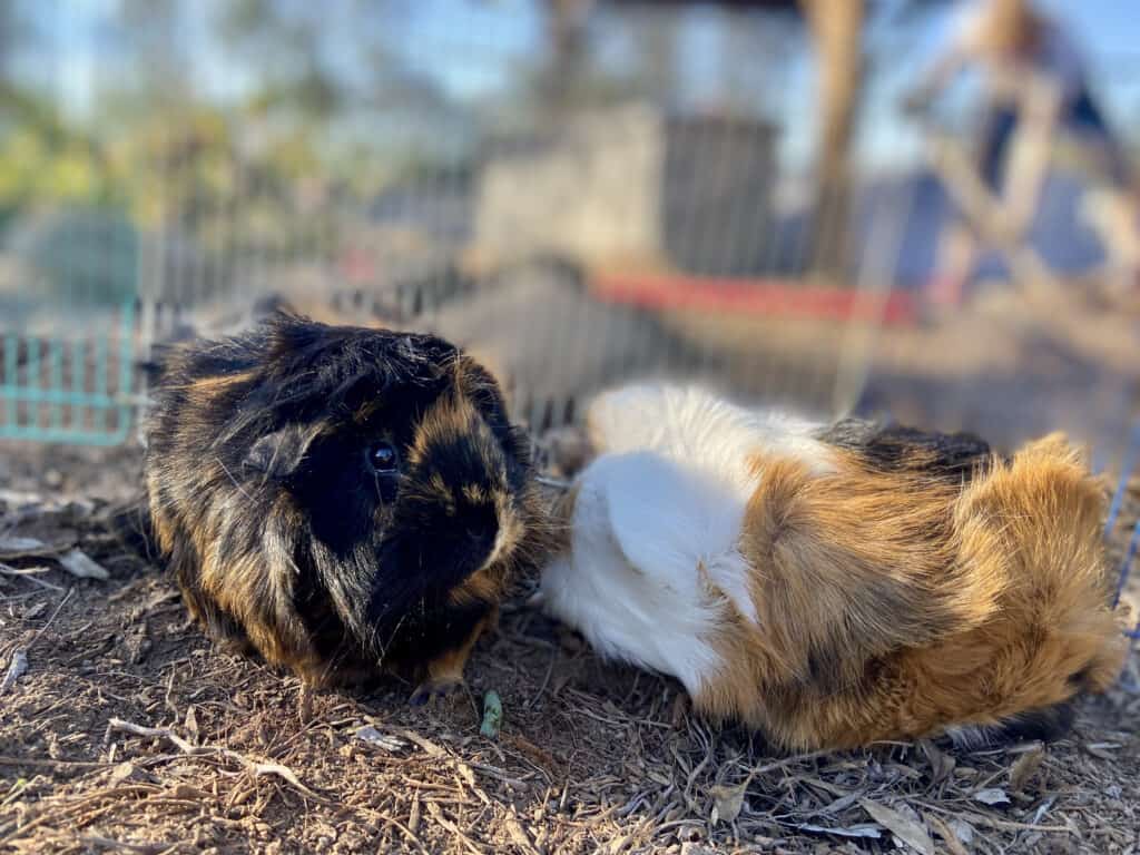 One guinea pig with brown and black fur is awake while the other is sleeping on dry ground