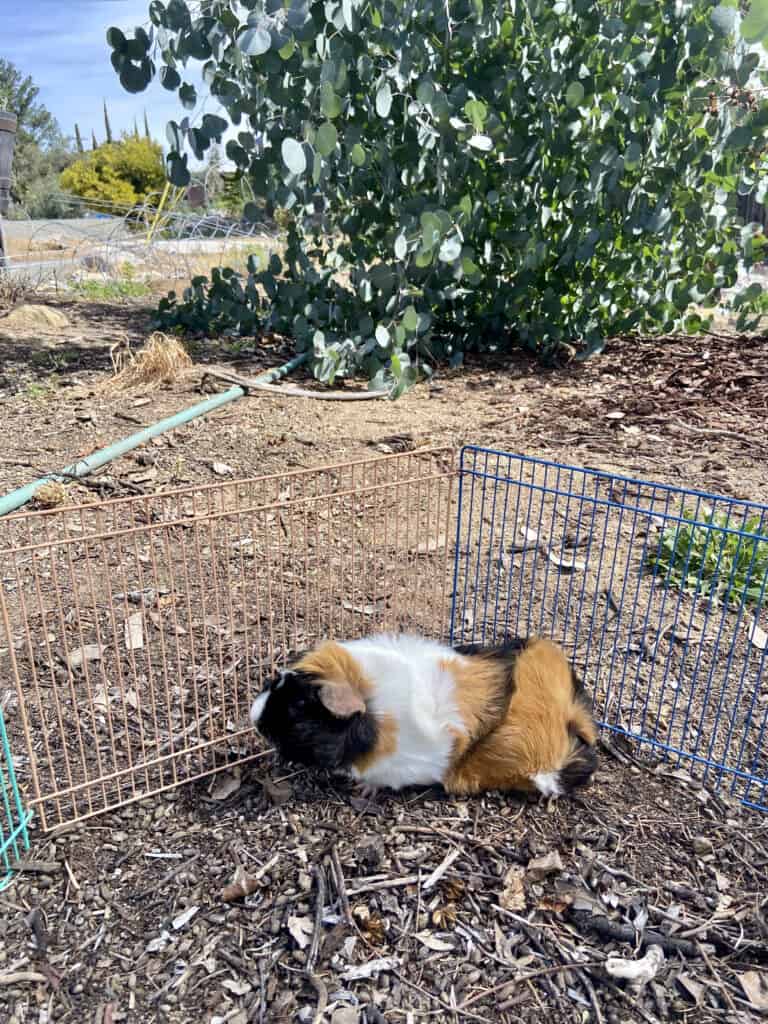 A medium with brown and black fur guinea pig was placed in a cage with a colorful fence in the backyard