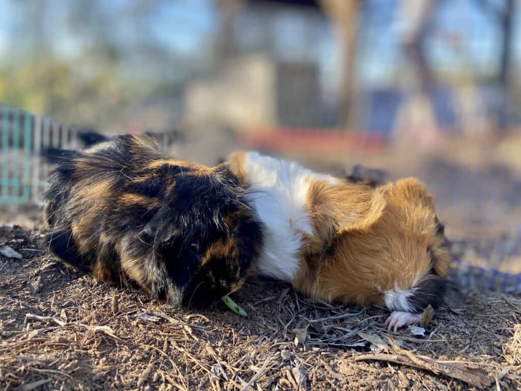 Two medium guinea pigs stay beside each other on a sunny day