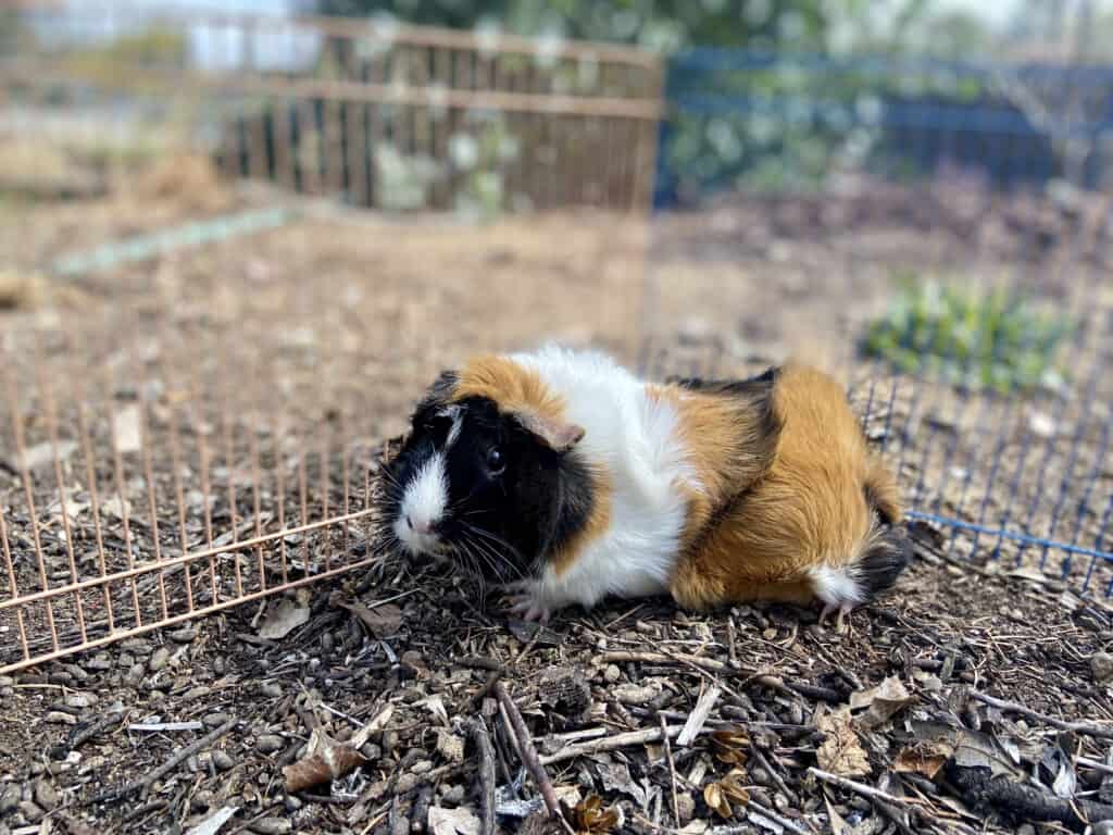 A guinea pig stays in a cage with a peach and blue fence placed in the backyard