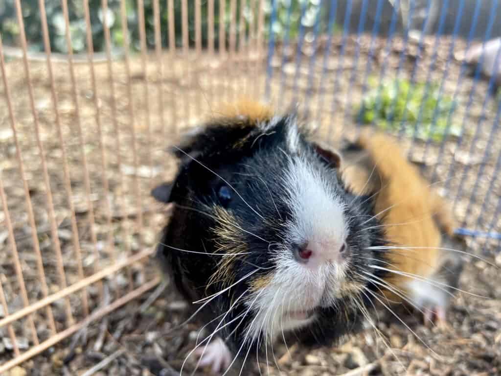 A close-up medium guinea pig with short fur stays on dry ground