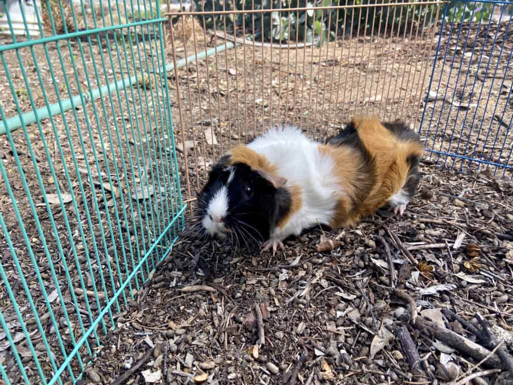 A medium guinea pig with tri-colored fur stays on dry ground with a tri-colored fence