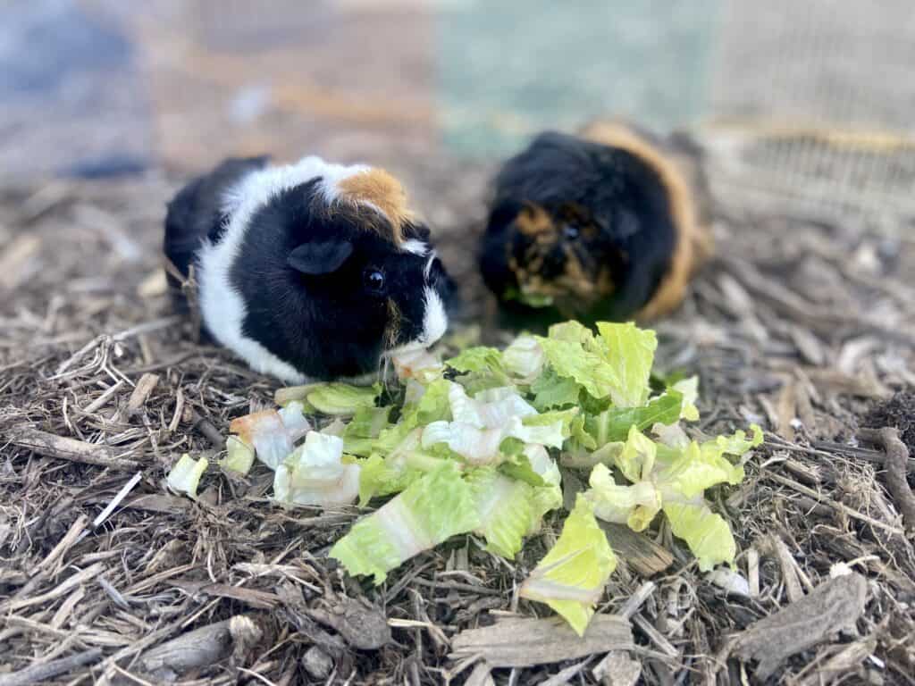 Two medium guinea pigs with short furs eat vegetables placed on dry ground with hay