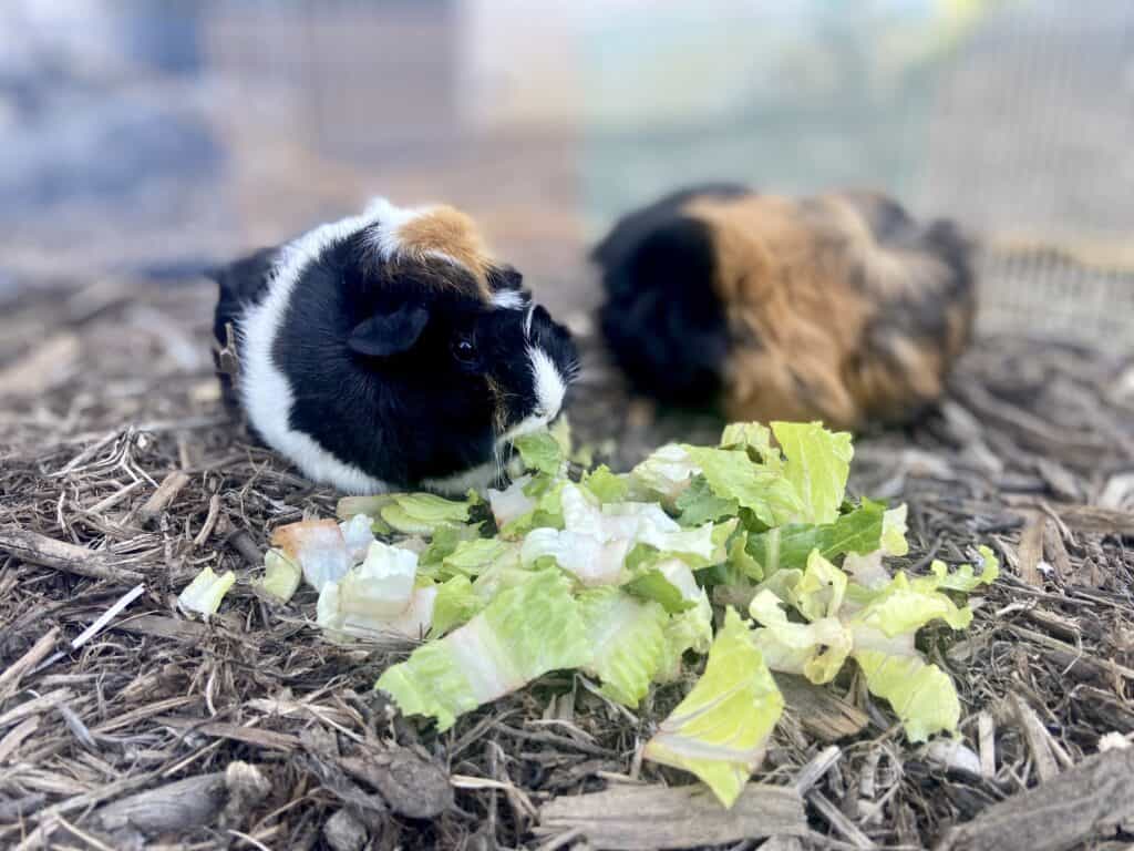 A guinea pig with multi-colored fur eats a vegetable on the ground in the backyard