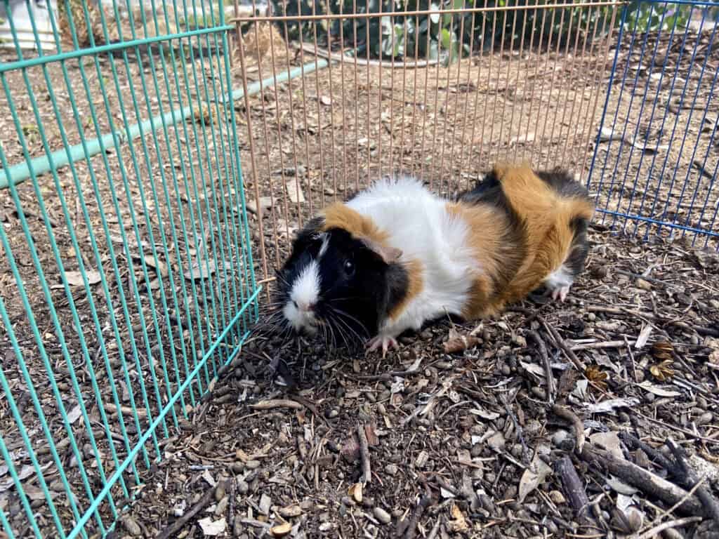 A medium guinea pig with tri-colored fur walks in the cage with dry ground