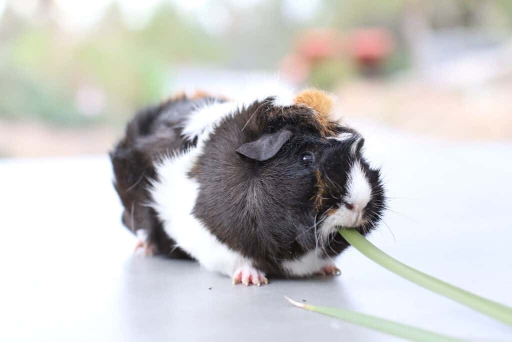 A medium guinea pig with tri-colored short fur eats a vegetable on a white floor