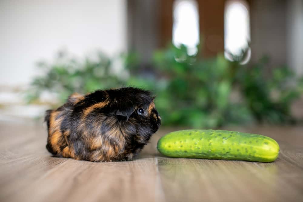 A guinea pig with black and brown fur looks at the cucumber placed on a brown wooden floor