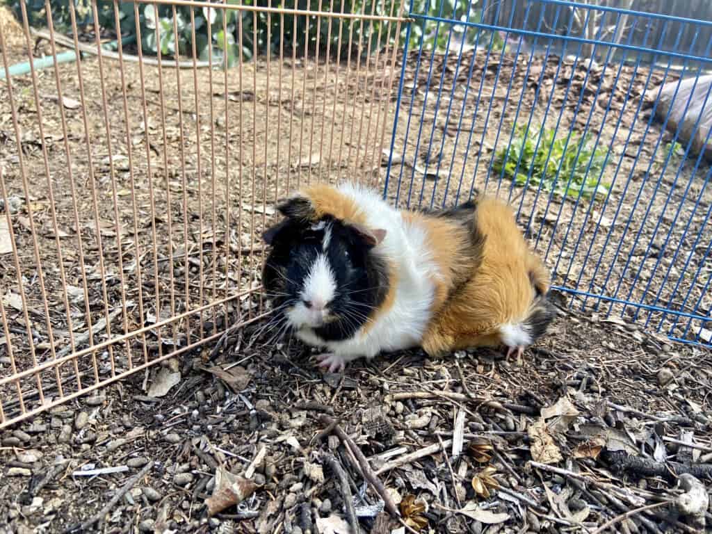A medium guinea pig with tri-colored soft fur stays on the side of a colorful fence