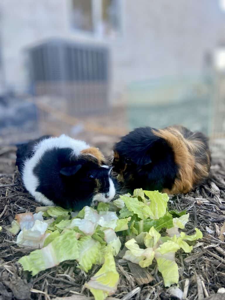 Two guinea pigs with short furs eating bok choy on a dry ground