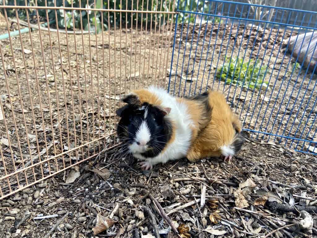 A guinea pig with short tri-colored fur was placed in a cage with a blue and peach fence in the backyard